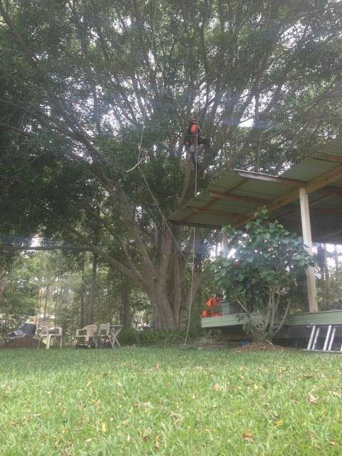 Photo: Central Tree Services Sunshine Coast